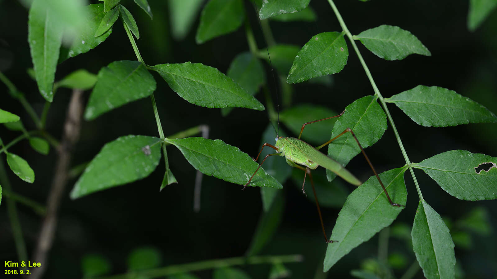 Sivun Phaneroptera (Phaneroptera) nigroantennata Brunner von Wattenwyl 1878 kuva