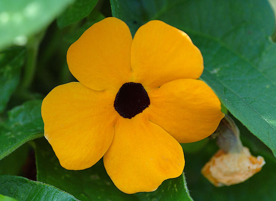 Image of blackeyed Susan vine