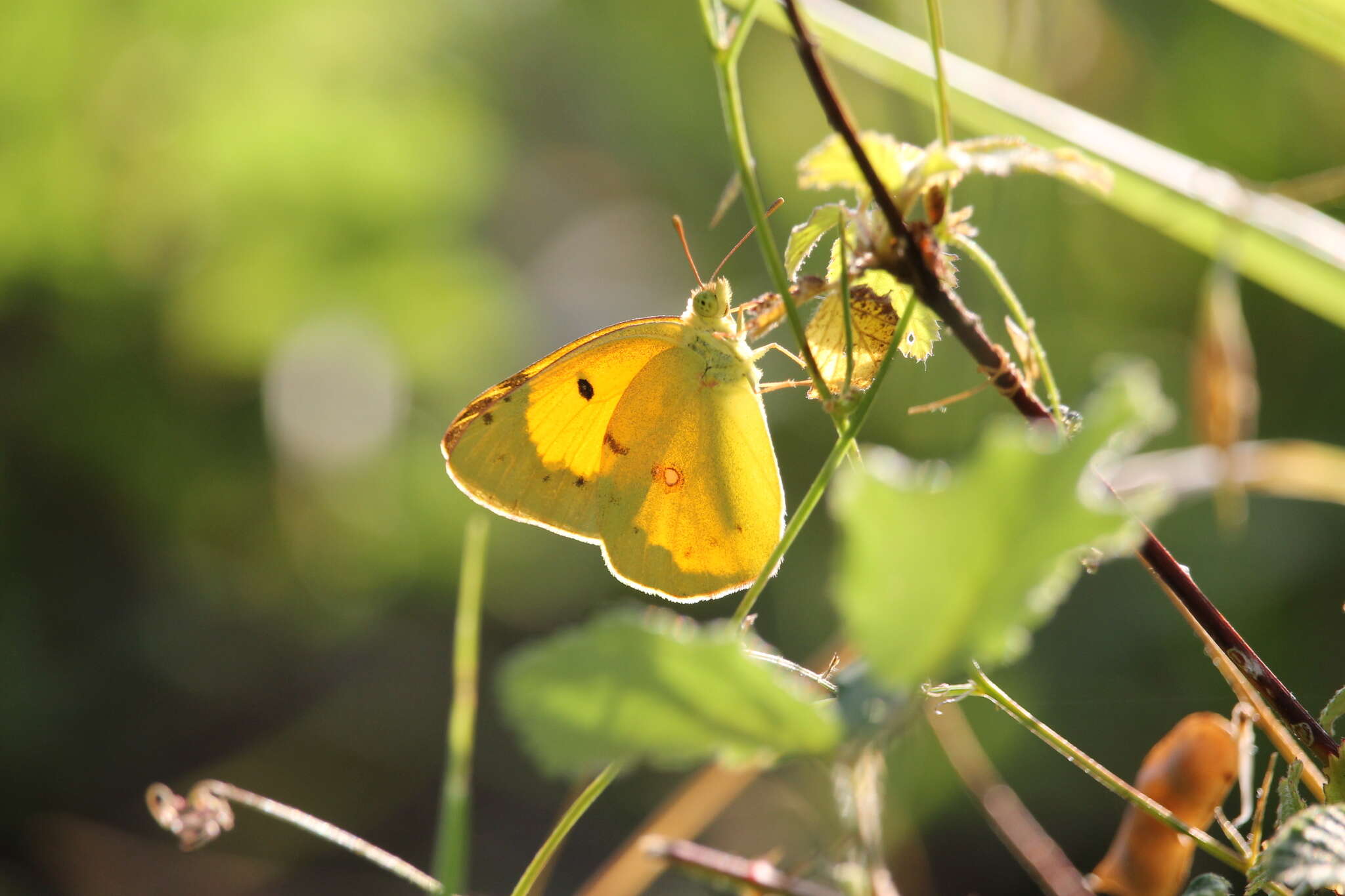 Image of clouded yellow