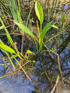 Sivun Sagittaria platyphylla (Engelm.) J. G. Sm. kuva