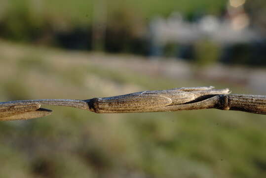 Image of Elymus nodosus (Steven ex Griseb.) Melderis