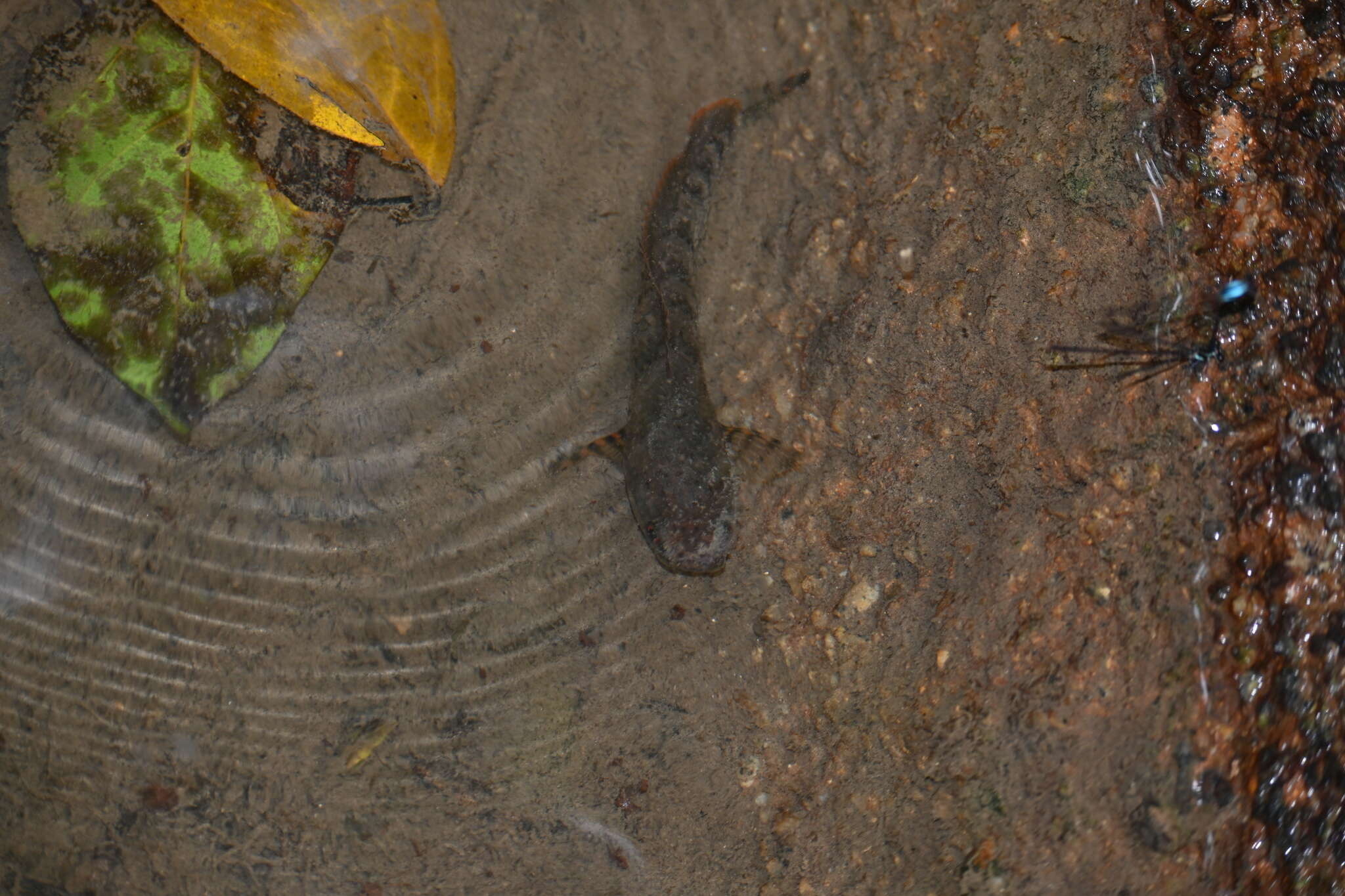 Image of Dwarf Snakehead