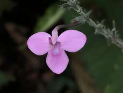 Pachystachys dubiosa (Lindau) A. L. A. Côrtes resmi