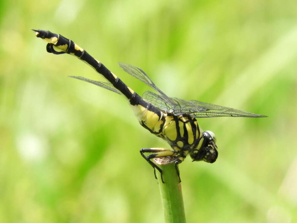 صورة Sinictinogomphus Fraser 1939