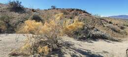 Image of chaparral dodder