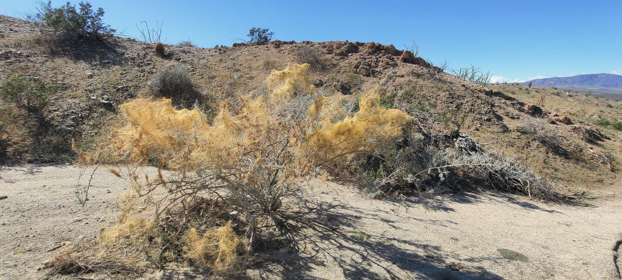 Sivun Cuscuta californica var. papillosa Yunck. kuva