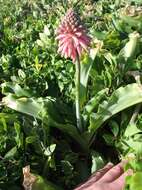 Sivun Veltheimia bracteata Harv. ex Baker kuva