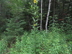 Image of giant sunflower