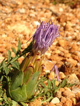 Image of Carduncellus mitissimus (L.) DC.