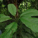 Image of Magnolia hernandezii (Lozano) Govaerts