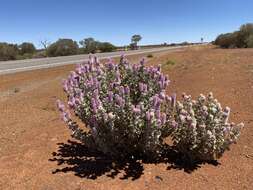 Image of Ptilotus rotundifolius (F. Müll.) F. Müll.