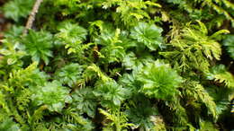 Image of Ontario rhodobryum moss