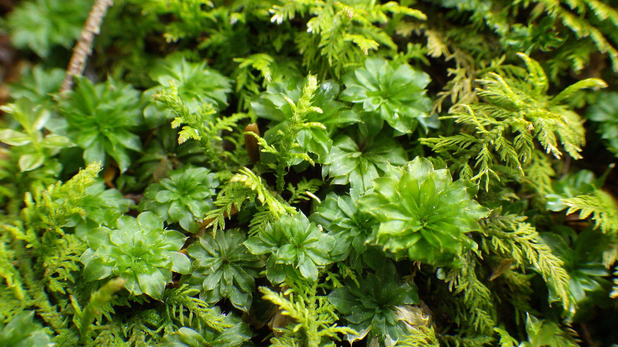 Image of Ontario rhodobryum moss