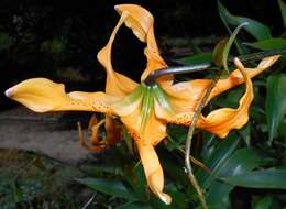 Image of Henry's lily