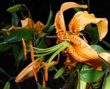 Image of Henry's lily