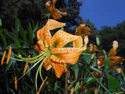 Image of Henry's lily