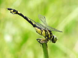 صورة Sinictinogomphus Fraser 1939