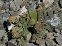 Image de Myosotis traversii var. cantabrica L. B. Moore