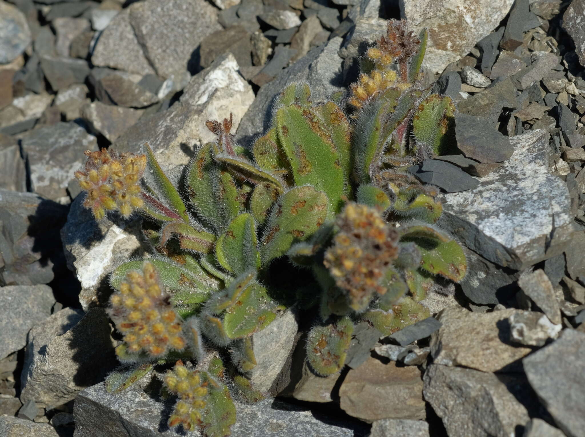 Image of Myosotis traversii var. cantabrica L. B. Moore