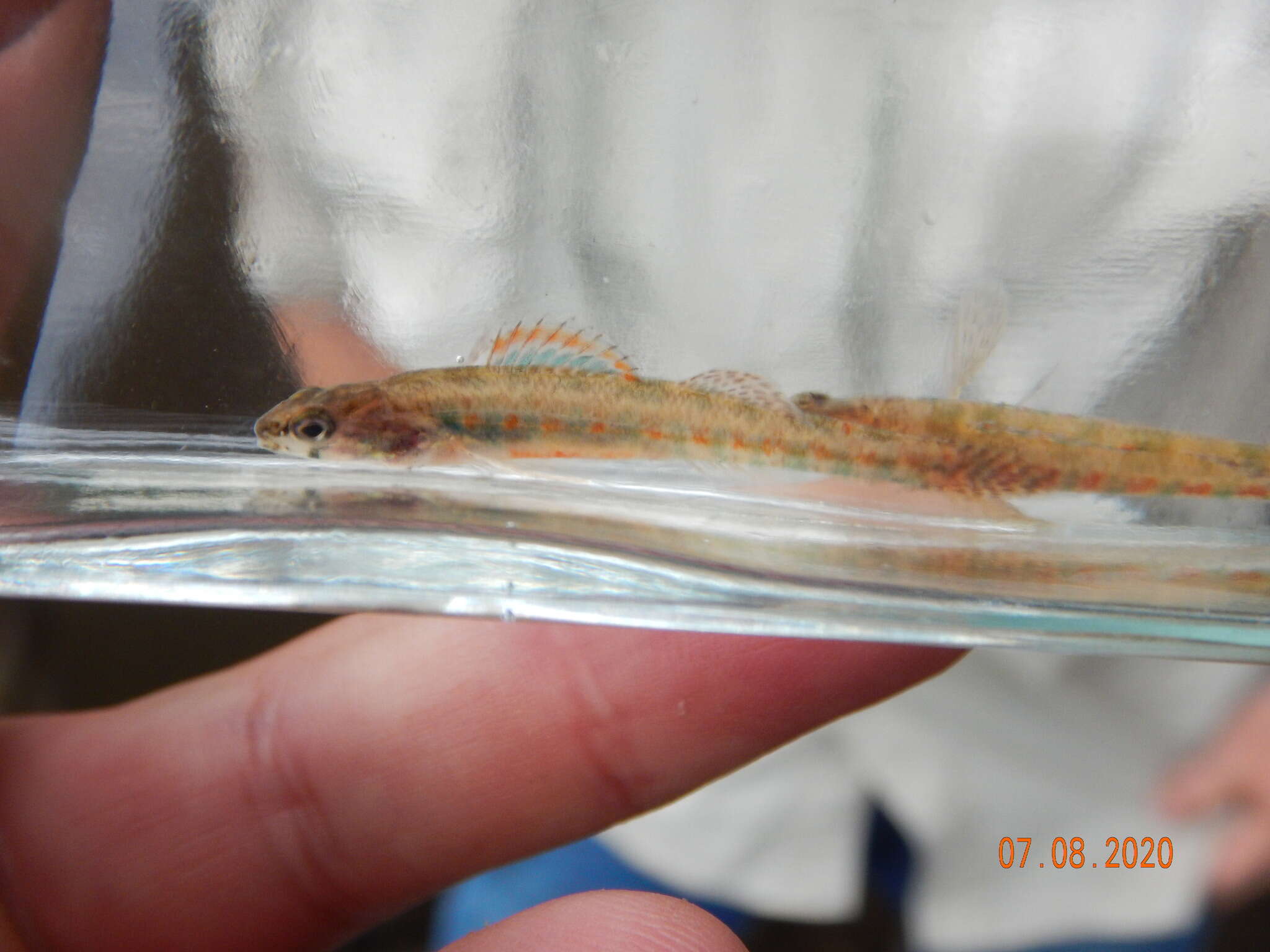 Imagem de Etheostoma exile (Girard 1859)