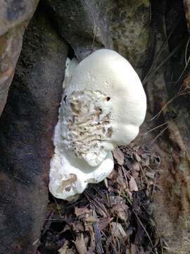 Image of Pleurotus opuntiae (Durieu & Lév.) Sacc. 1887