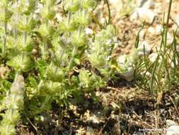 Image of Sideritis hirsuta L.