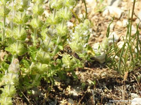 Imagem de Sideritis hirsuta L.