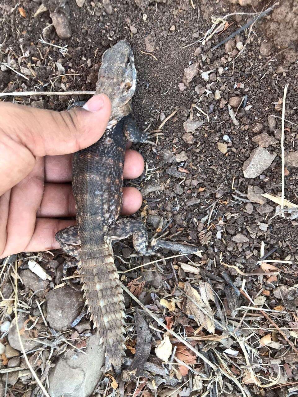 Image of Balsas Armed Lizard