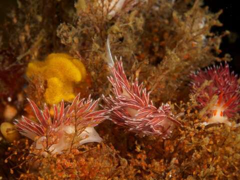 Fjordia capensis (Thiele 1925) resmi