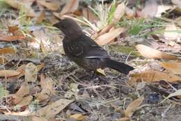 Sivun Pipilo maculatus falcifer McGregor 1900 kuva