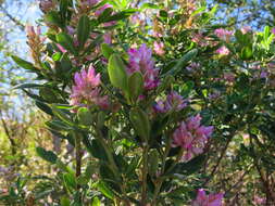 Imagem de Indigofera cytisoides Thunb.