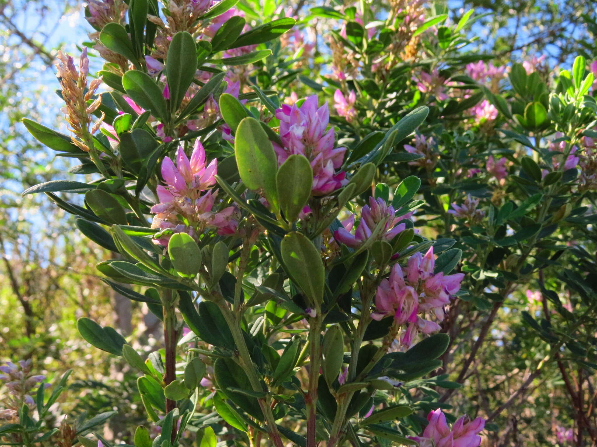 Imagem de Indigofera cytisoides Thunb.