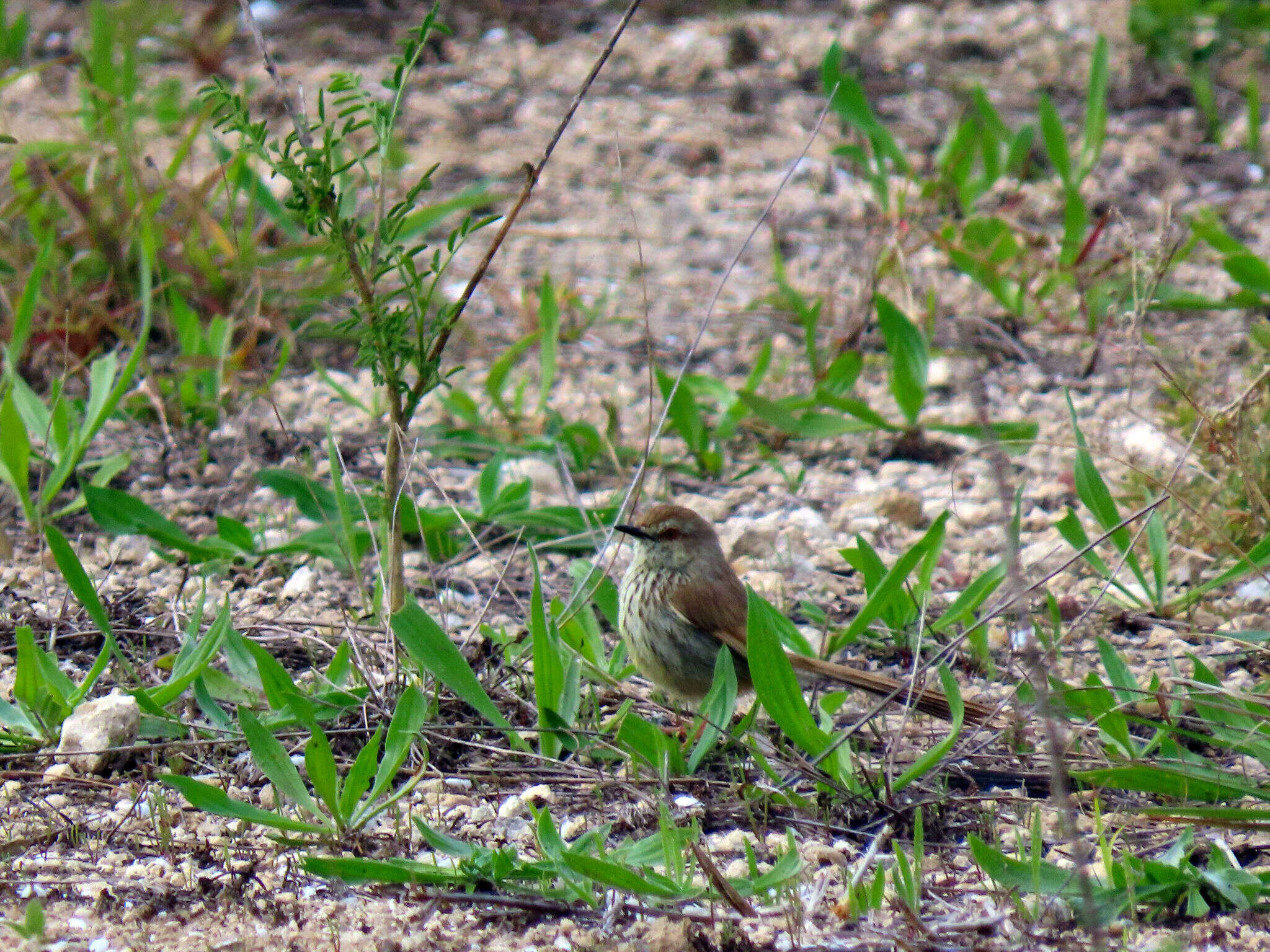 Image of Prinia maculosa exultans Clancey 1982