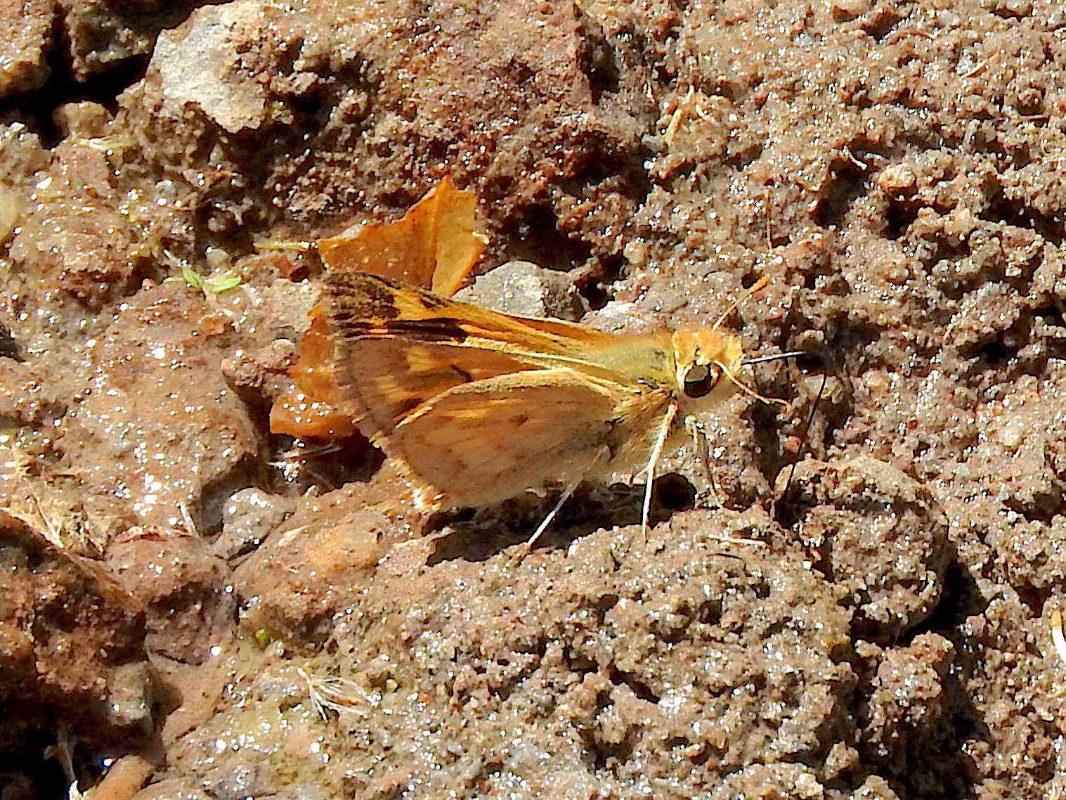 Image of Hylephila isonira Dyar 1913