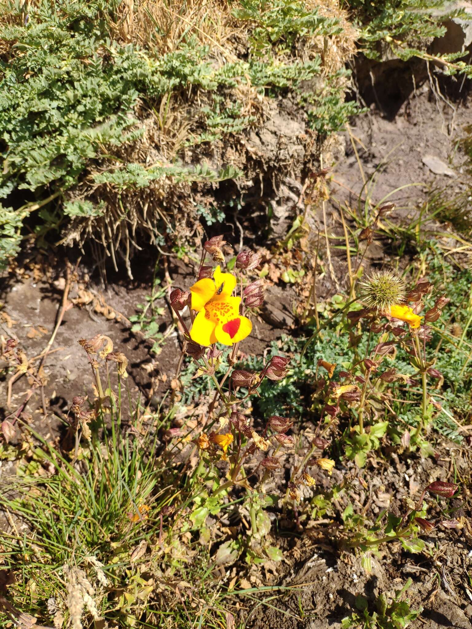 Image of Snap dragon