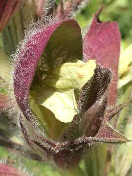 Image of Acanthus syriacus Boiss.