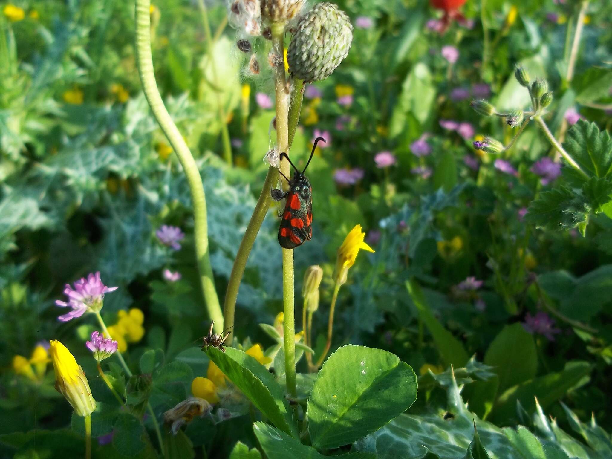 Image of Zygaena graslini Lederer 1855