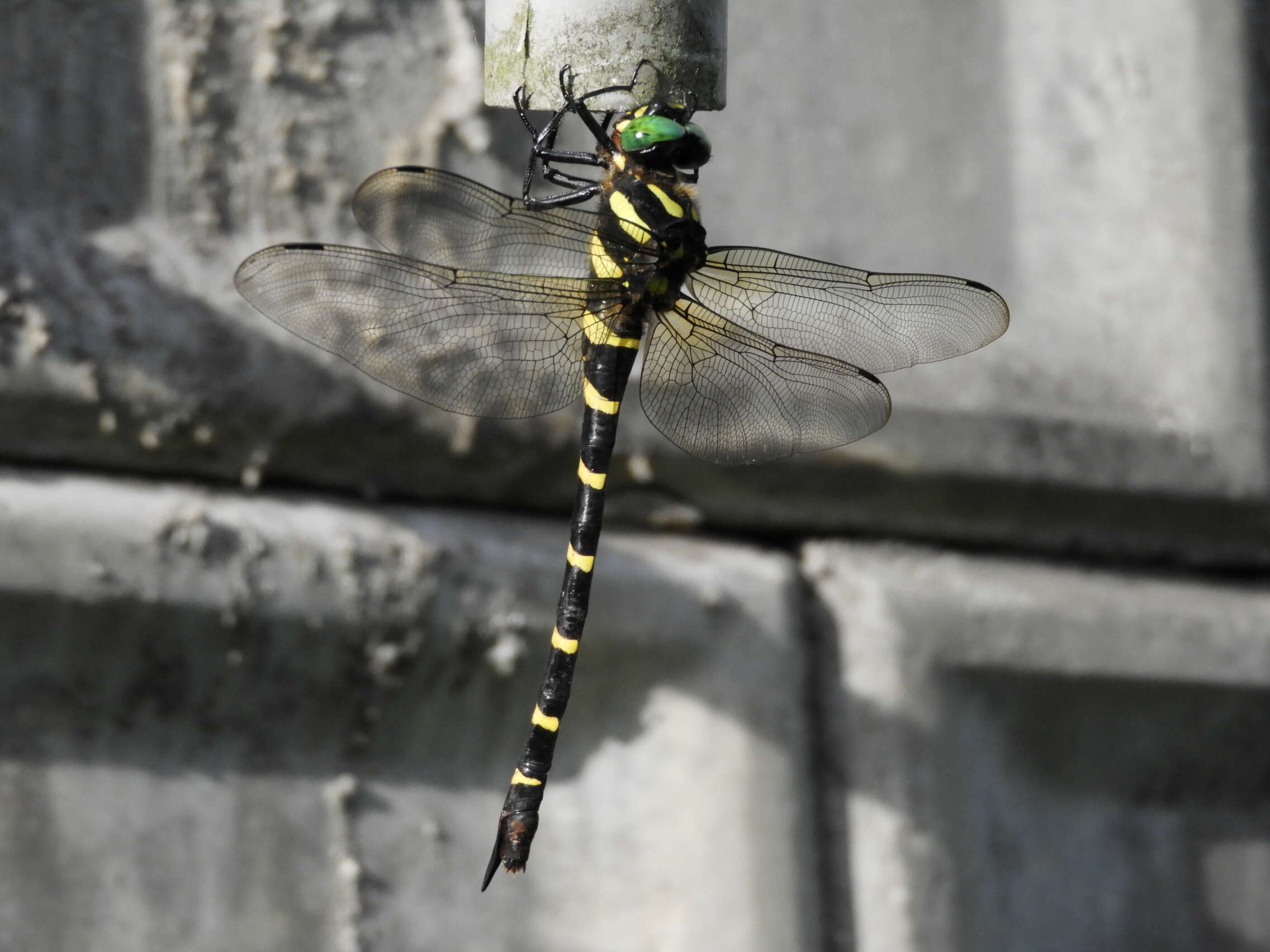 Image of Anotogaster sieboldii (Selys 1854)