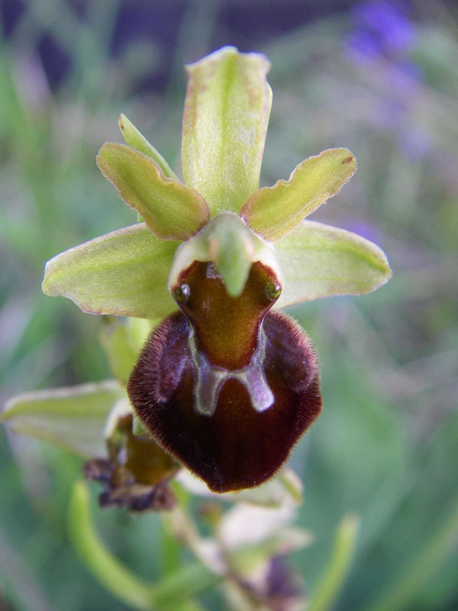 Image of Ophrys sphegodes subsp. sphegodes