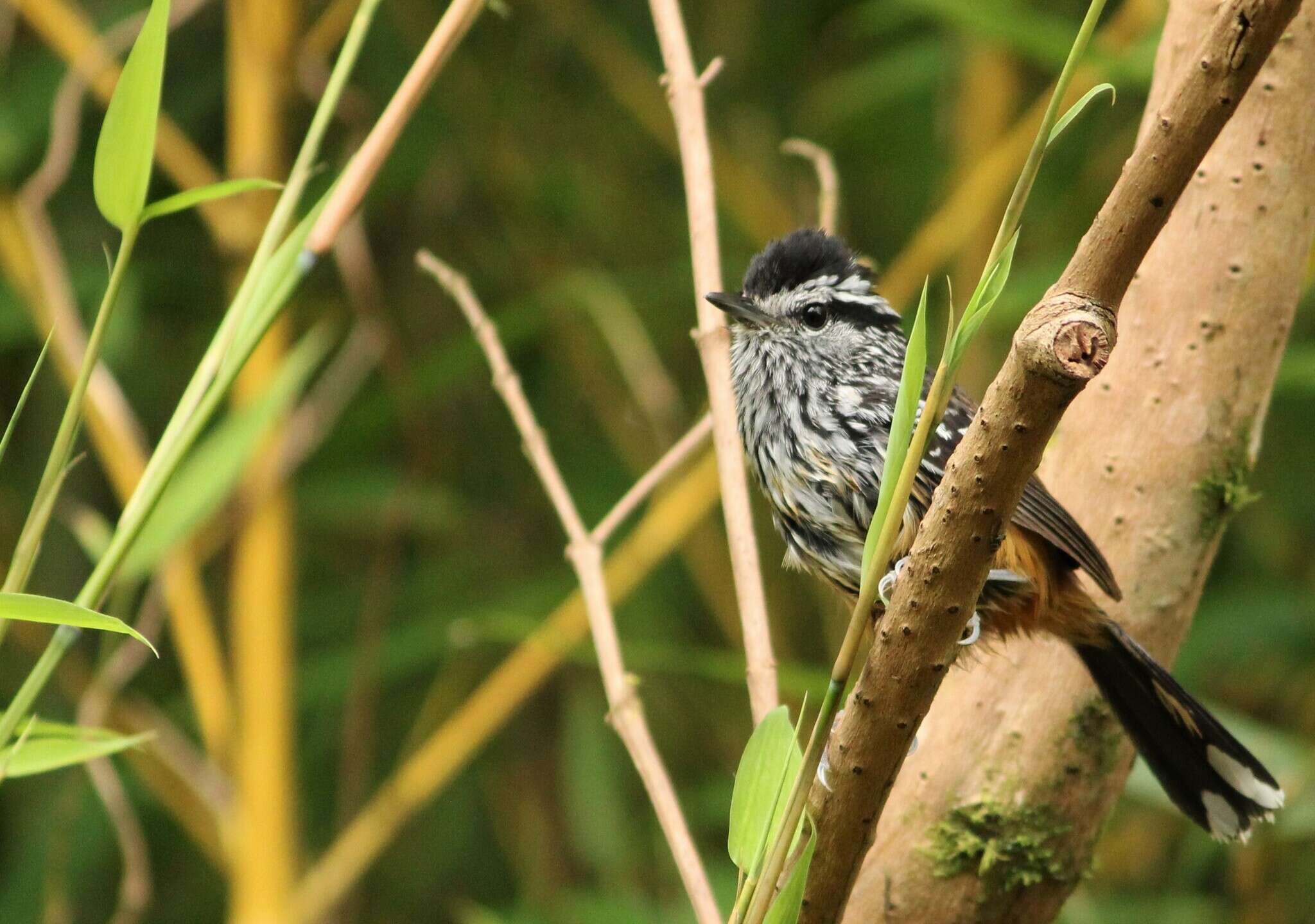 Image of Ochre-rumped Antbird