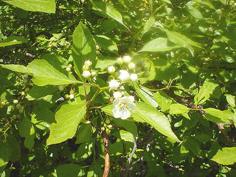 Image of river hawthorn