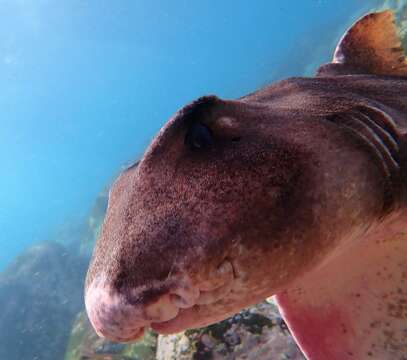 Image of Crested Bullhead Shark