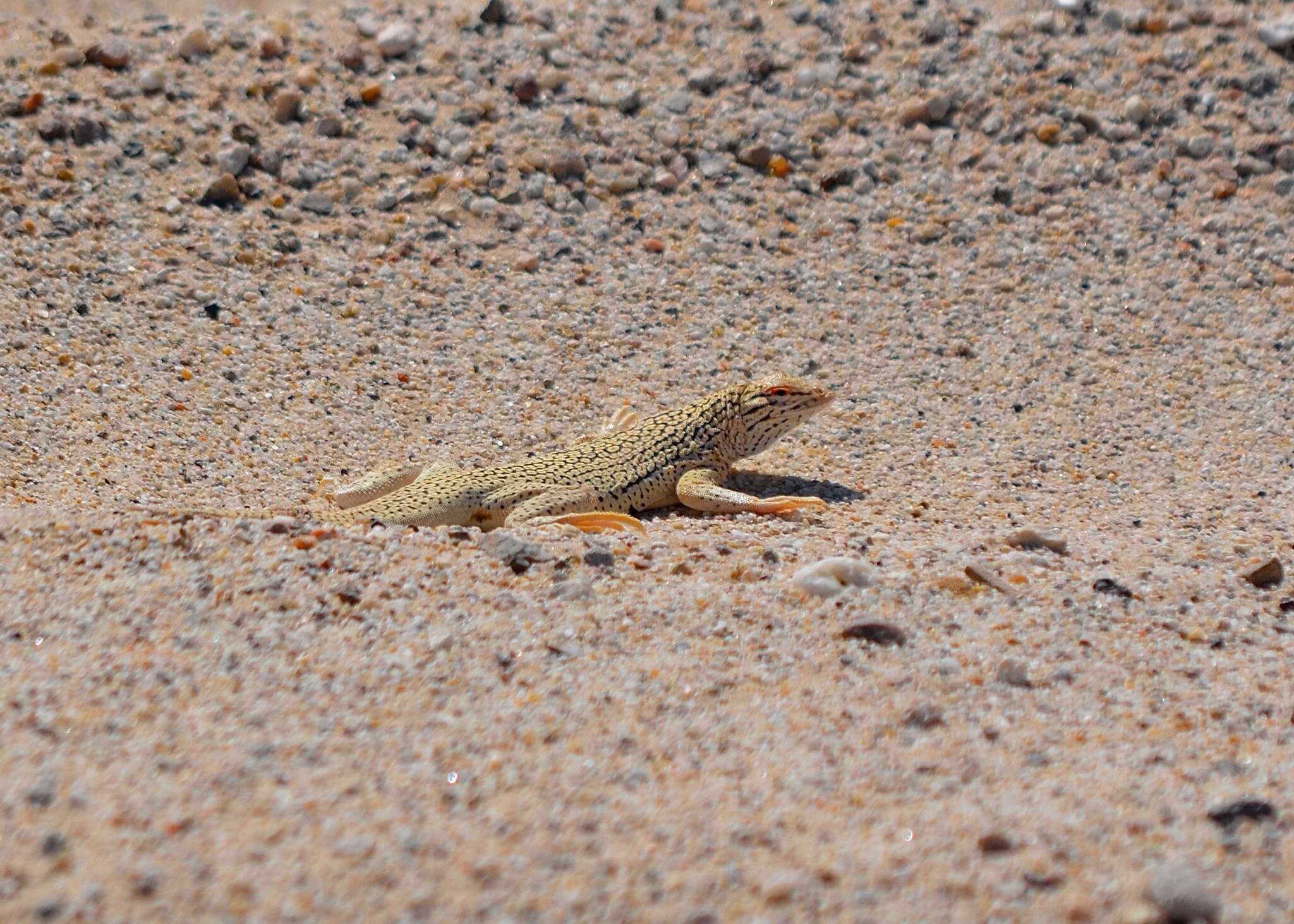 Image of Colorado Desert Fringe-toed Lizard