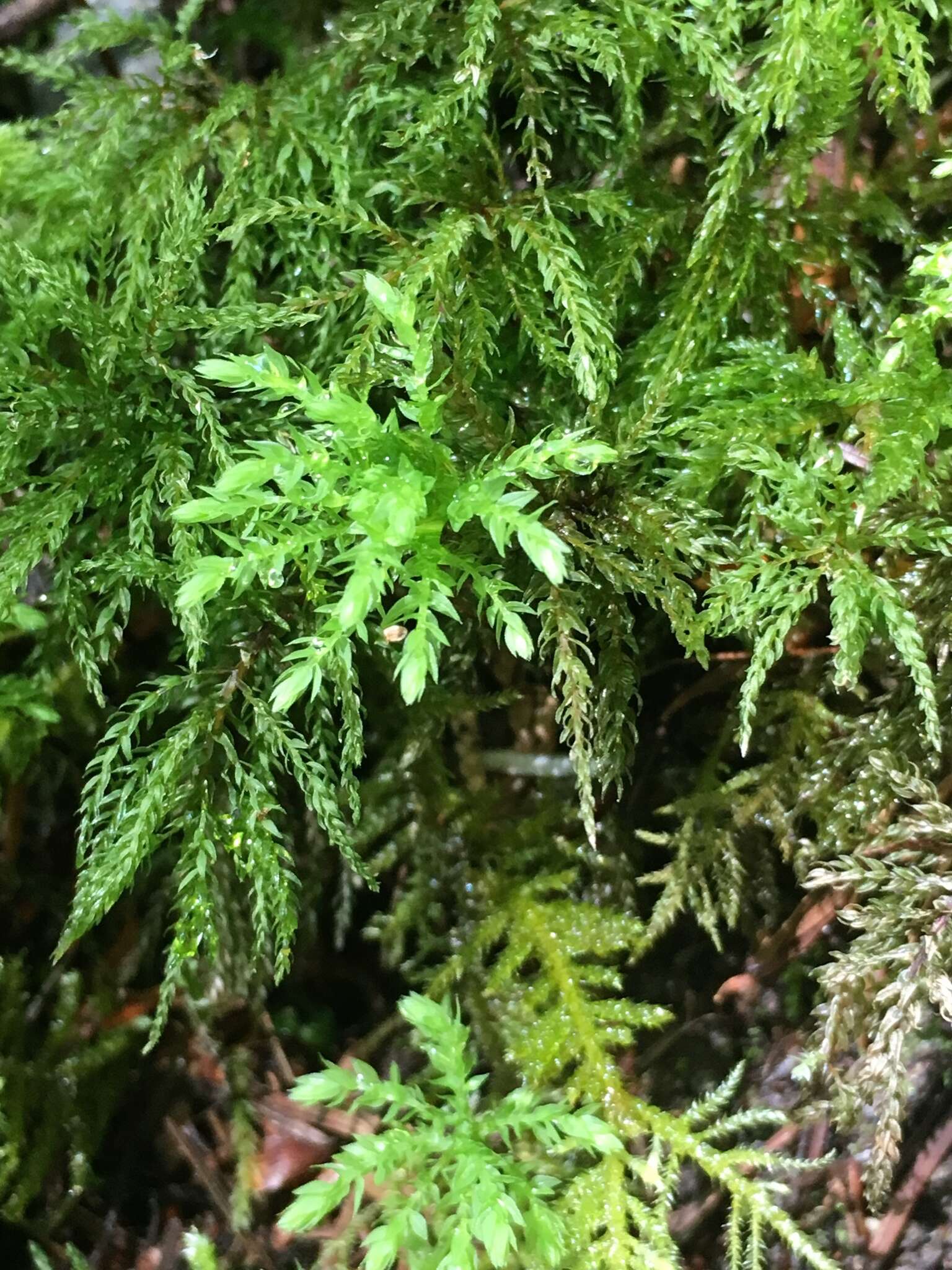 Image of leucolepis umbrella moss
