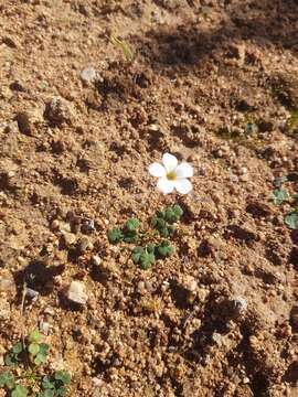 Image of Oxalis inconspicua Salter