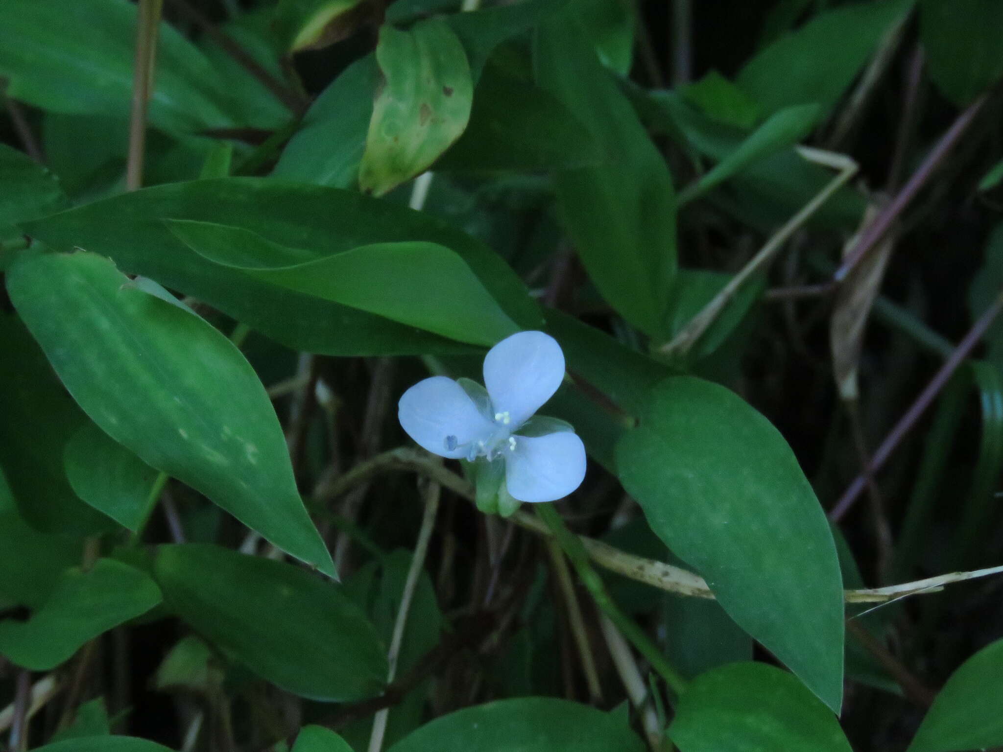 Image de Murdannia loriformis (Hassk.) R. S. Rao & Kammathy