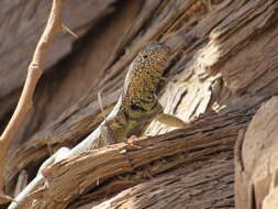 Plancia ëd Microlophus theresioides (Donoso-barros 1966)