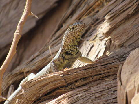 Image of Small Pacific iguana