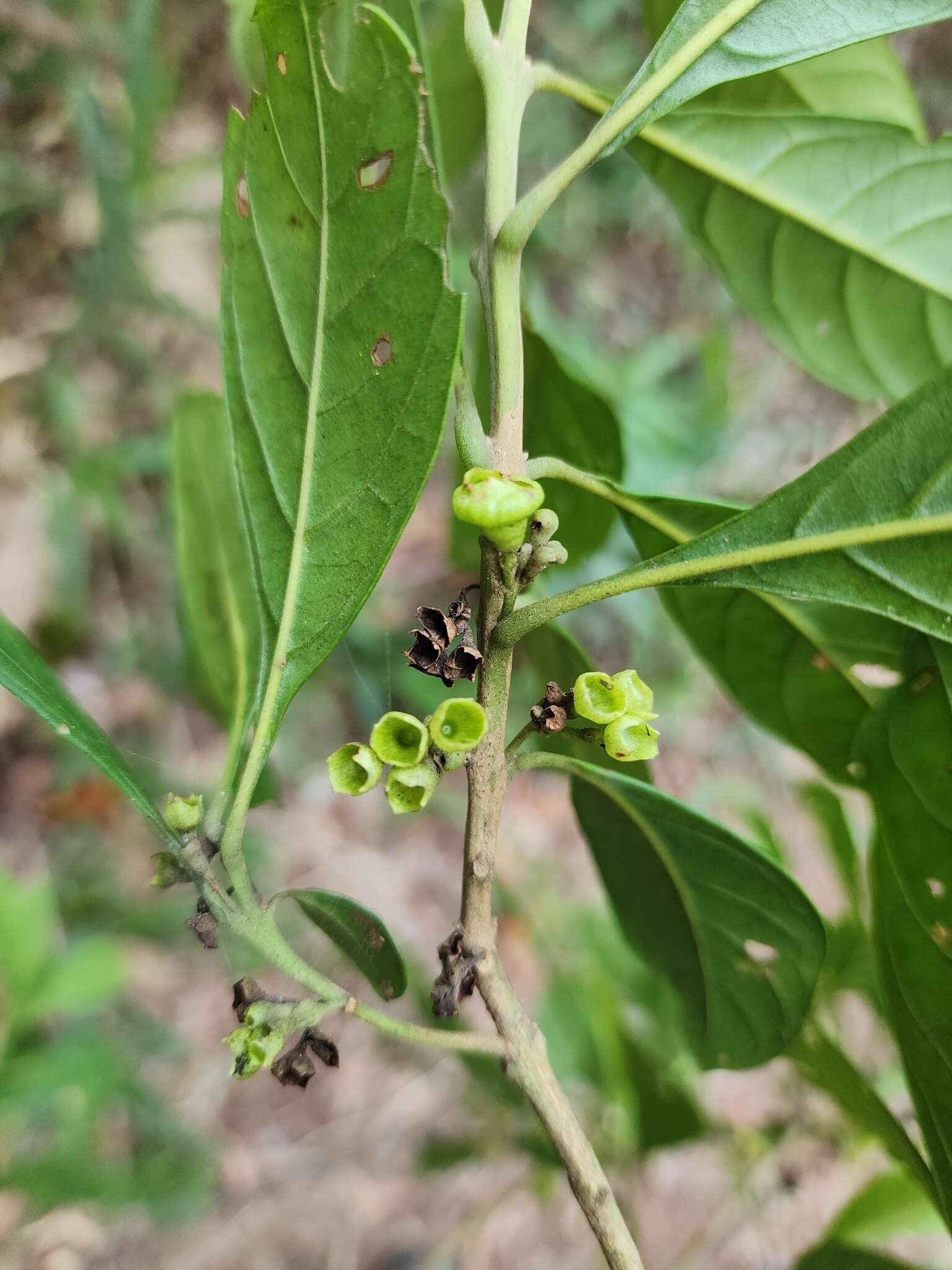 Image of entireleaf spiritweed