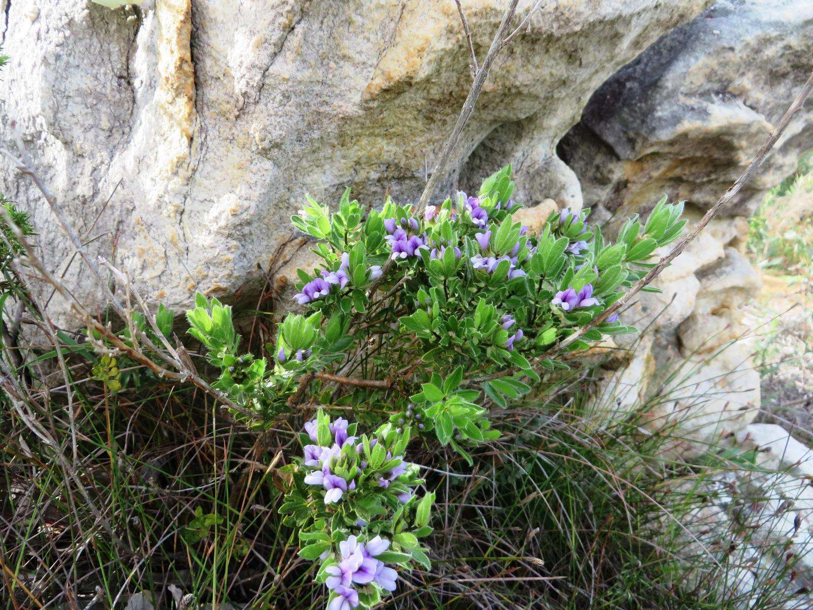 Image of Otholobium obliquum (E. Mey.) C. H. Stirt.